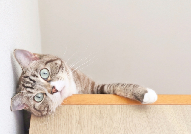 犬猫を飼える住宅ですか？また、犬猫を飼うのに必要なスペースや用品は準備できますか？