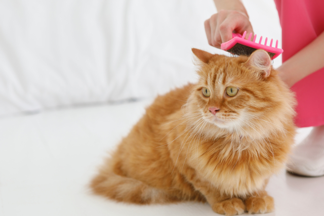 毎日欠かさず犬猫の世話に時間と手間をかけられますか？