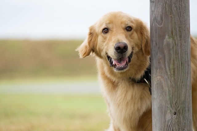 あなたの体力でお世話ができる犬猫ですか？
