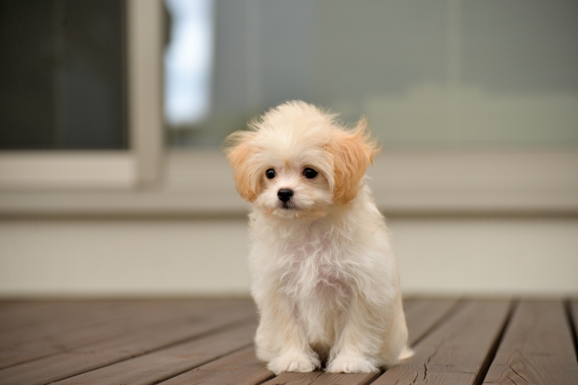 引っ越しや進学、就職、結婚などにより犬猫を手放すことはないですか？