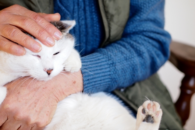 万が一飼えなくなった時のことを考えていますか？