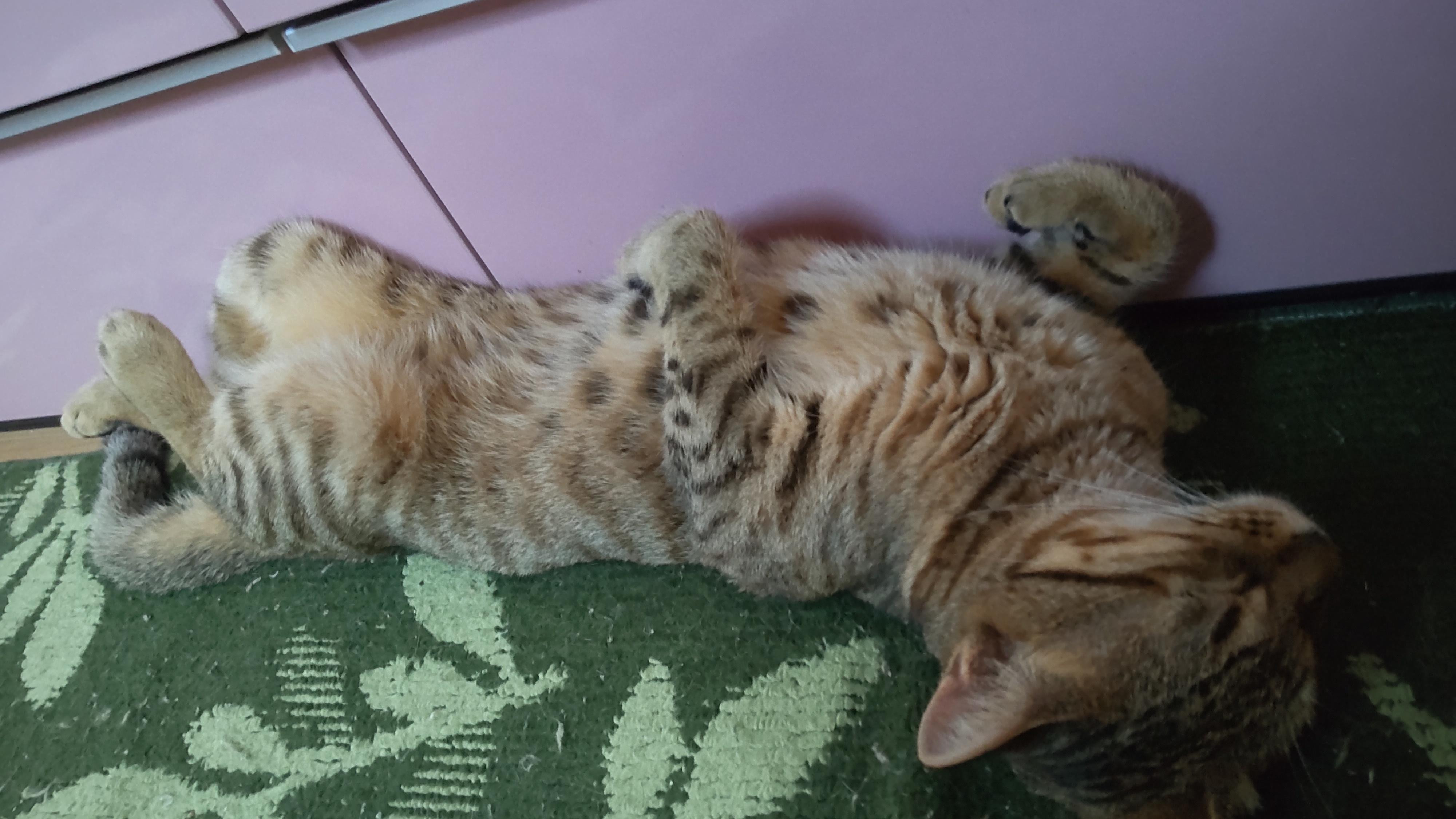 動物画像3