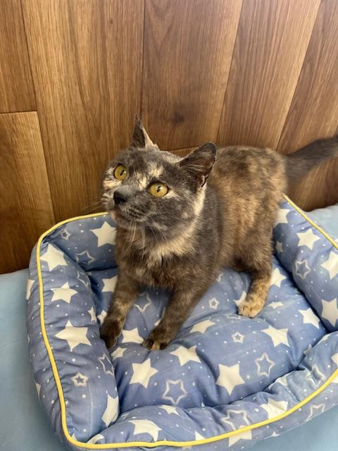 推定年齢は不明で...