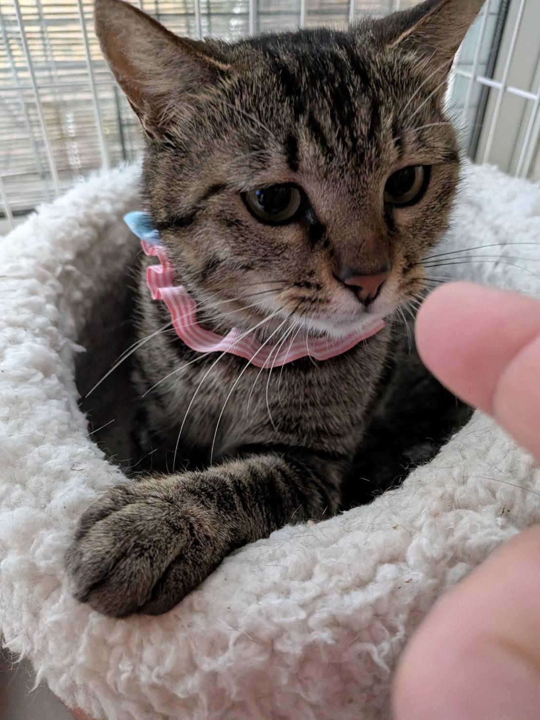 動物画像2