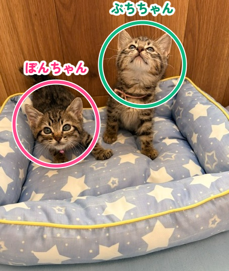 動物画像2