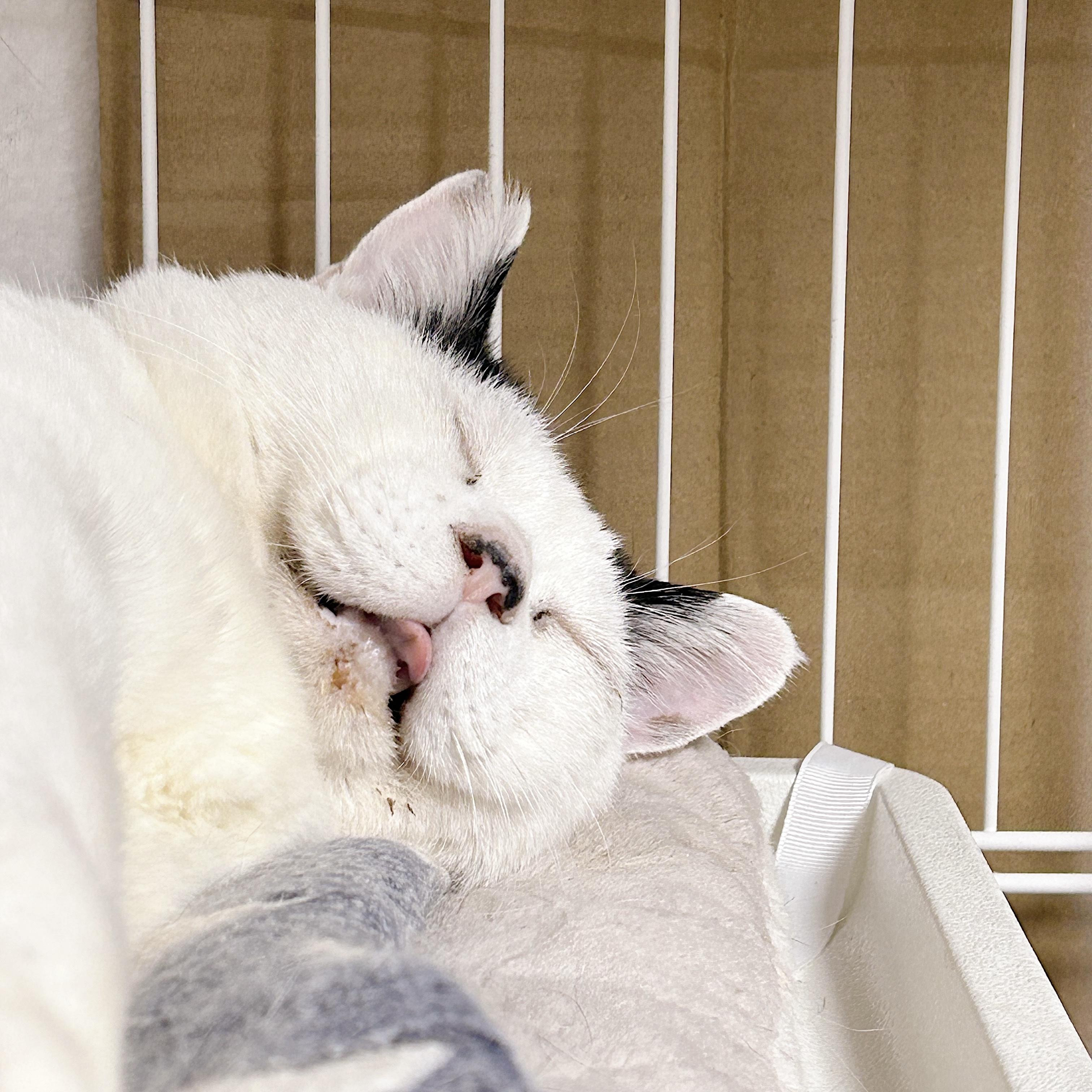 動物画像3