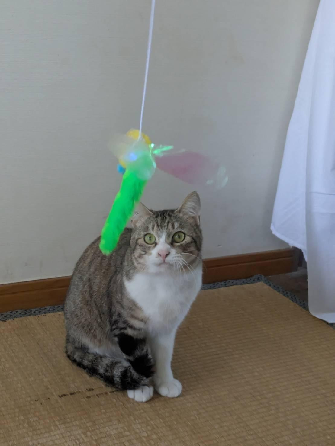 キジシロのミーズ...