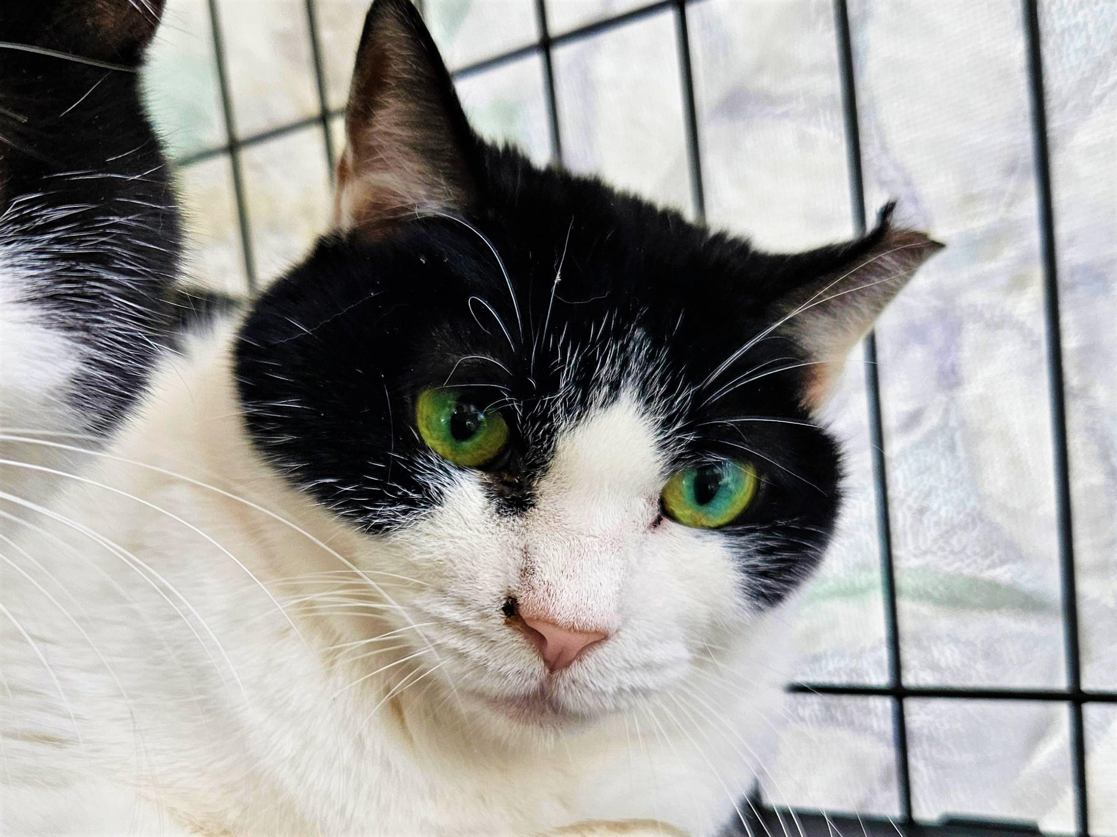 青緑色の美しい瞳...