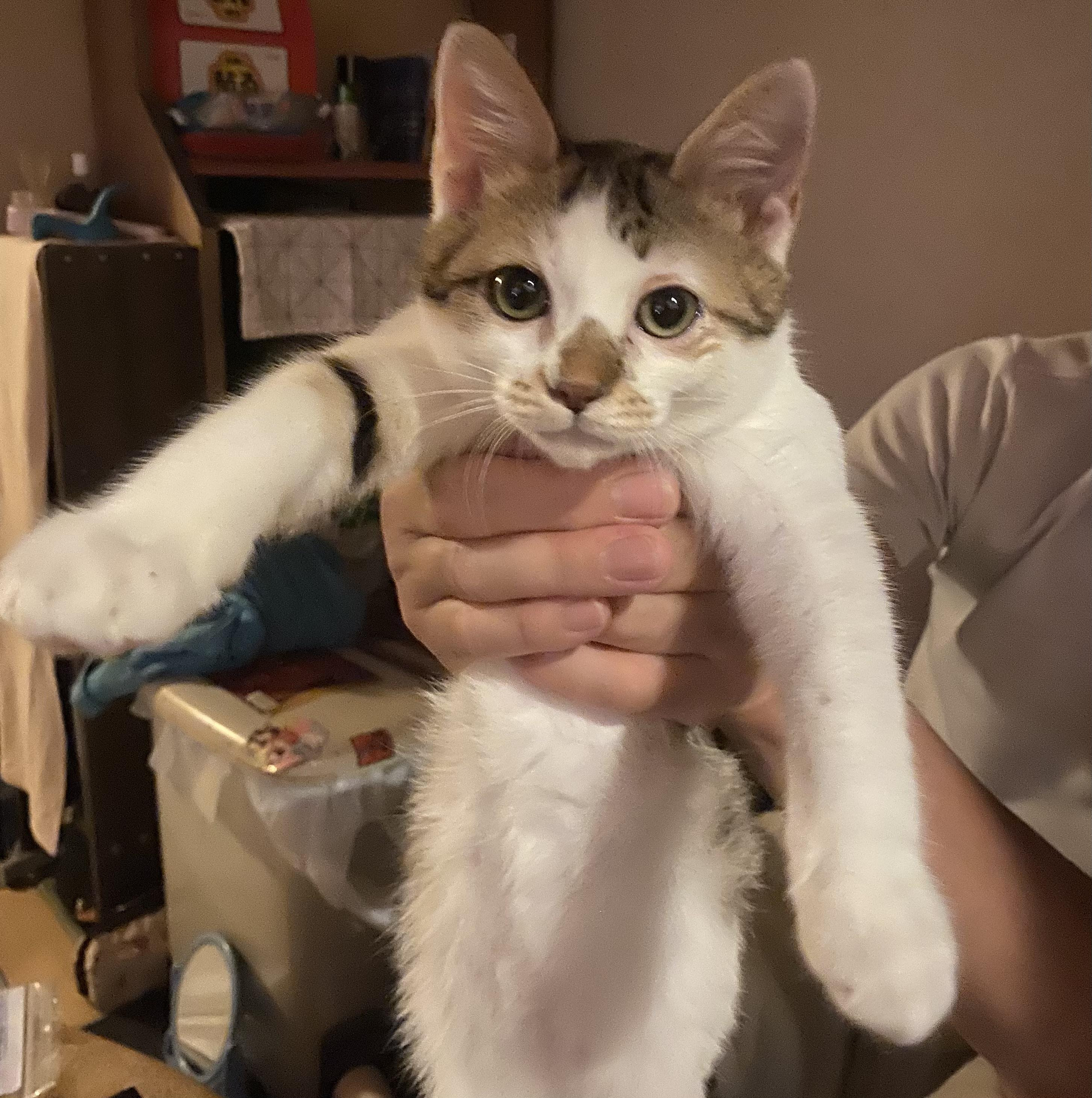 動物画像2