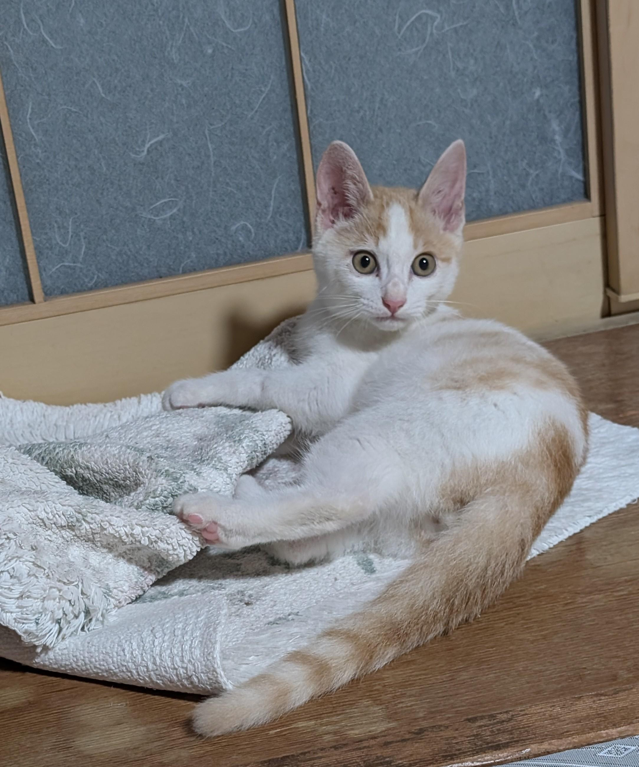 わんにゃん様　ご確認用 わんにゃんプロフィール