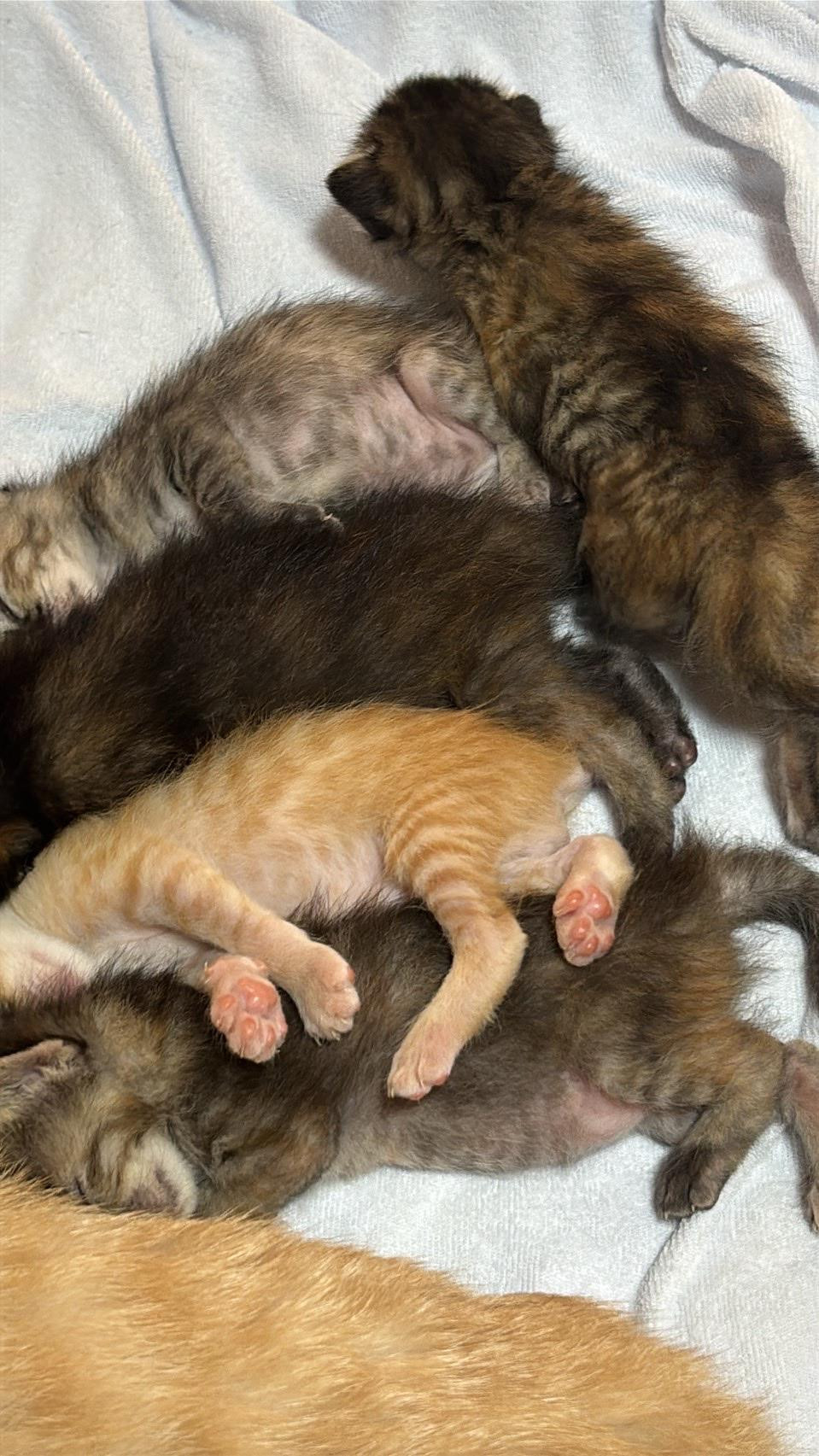 動物画像3