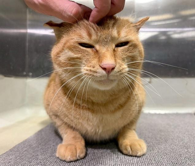 動物画像2