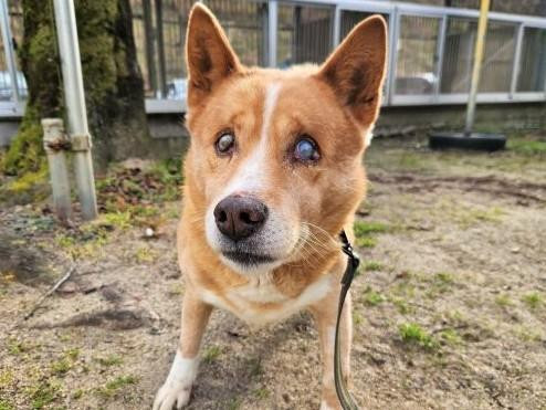 白内障のため視力...