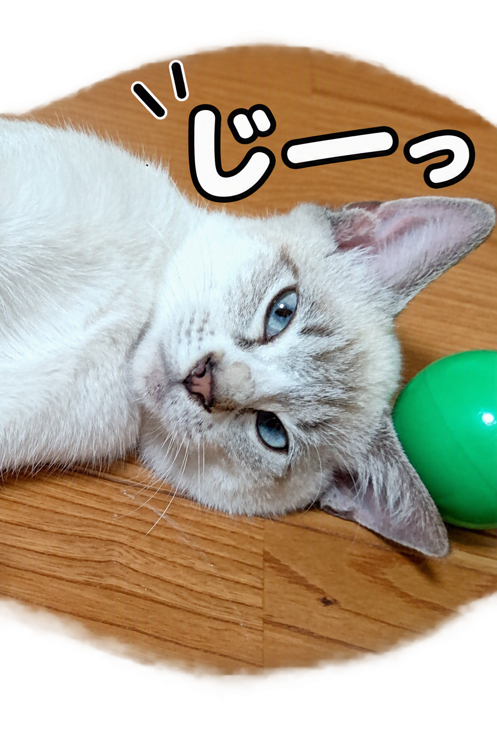 動物画像2