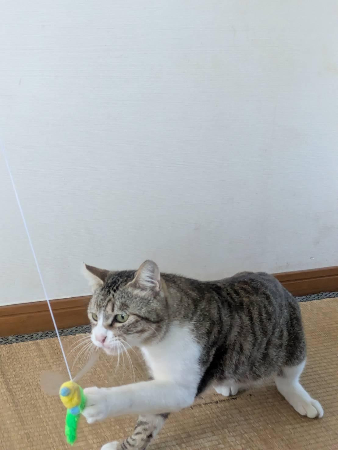 動物画像3