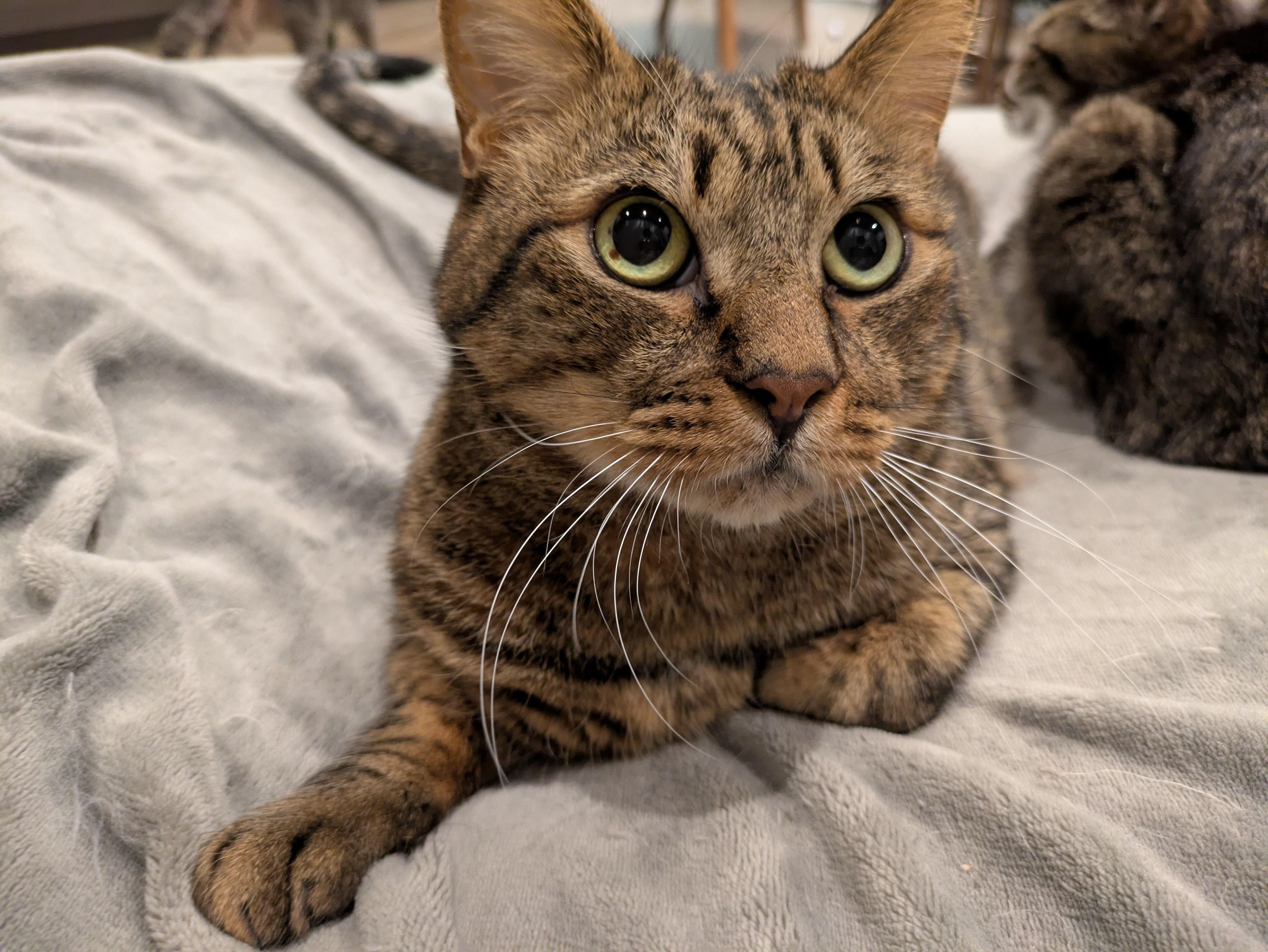 どんな猫とも仲良...