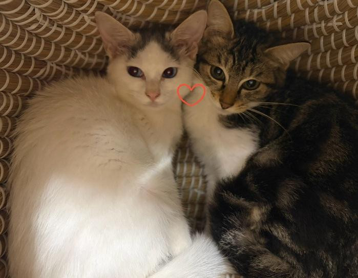 動物画像2