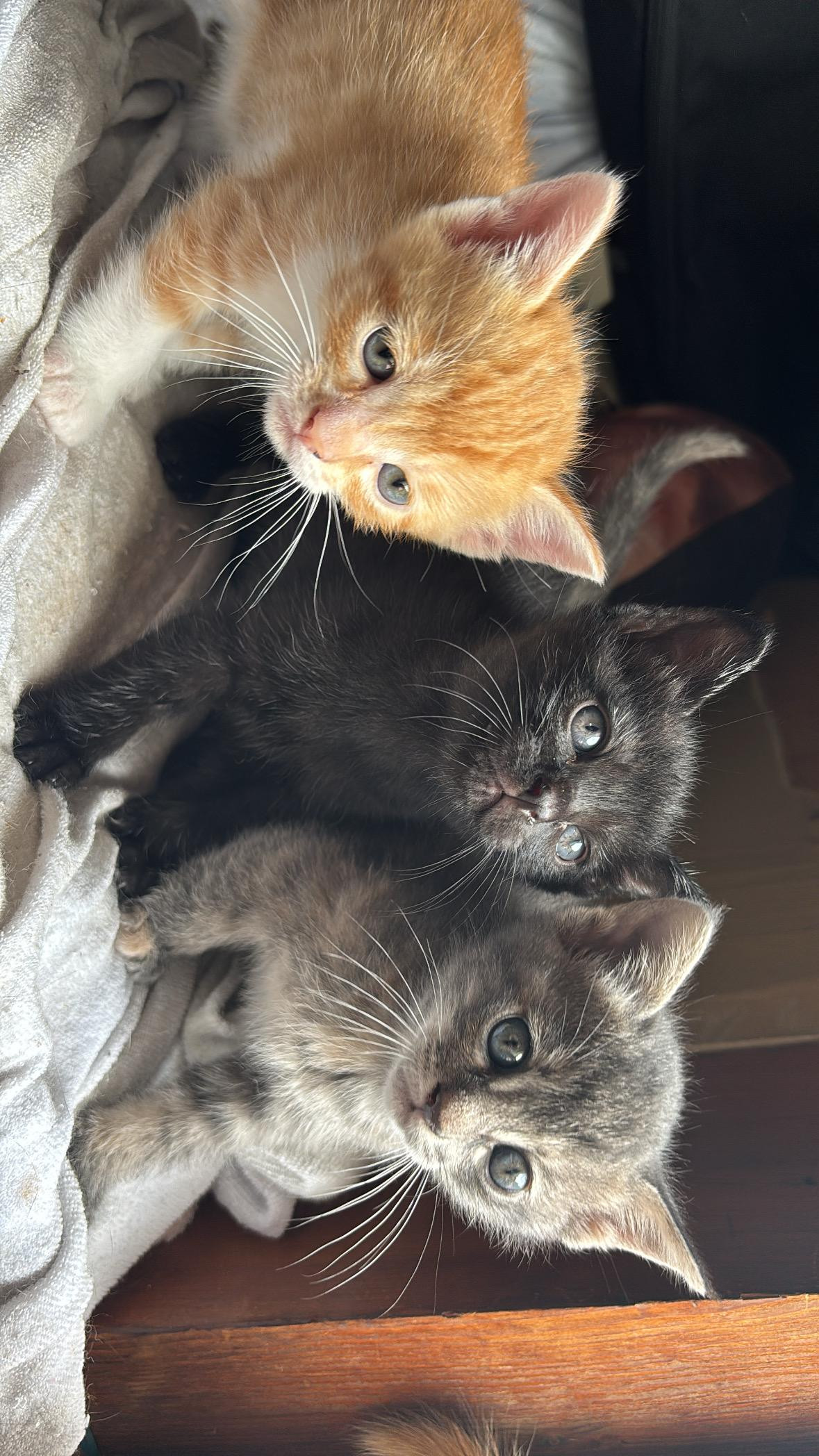 動物画像2