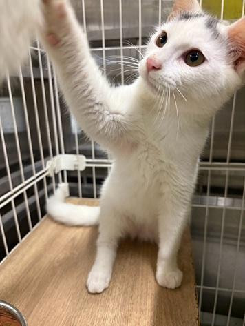 動物画像2