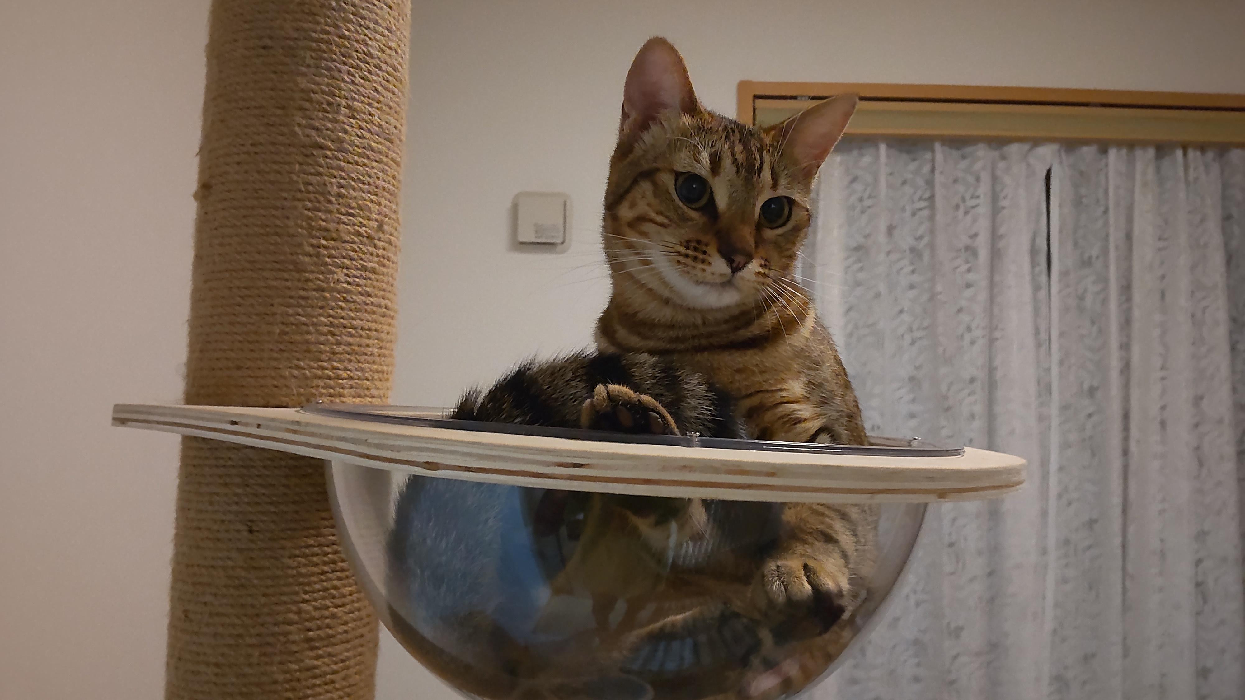 動物画像2