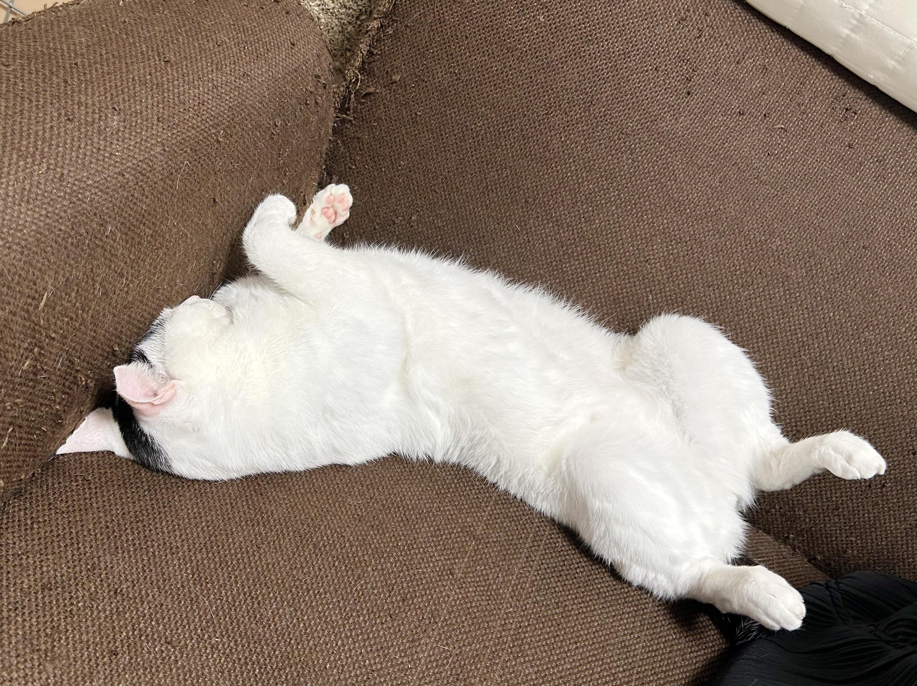 動物画像3