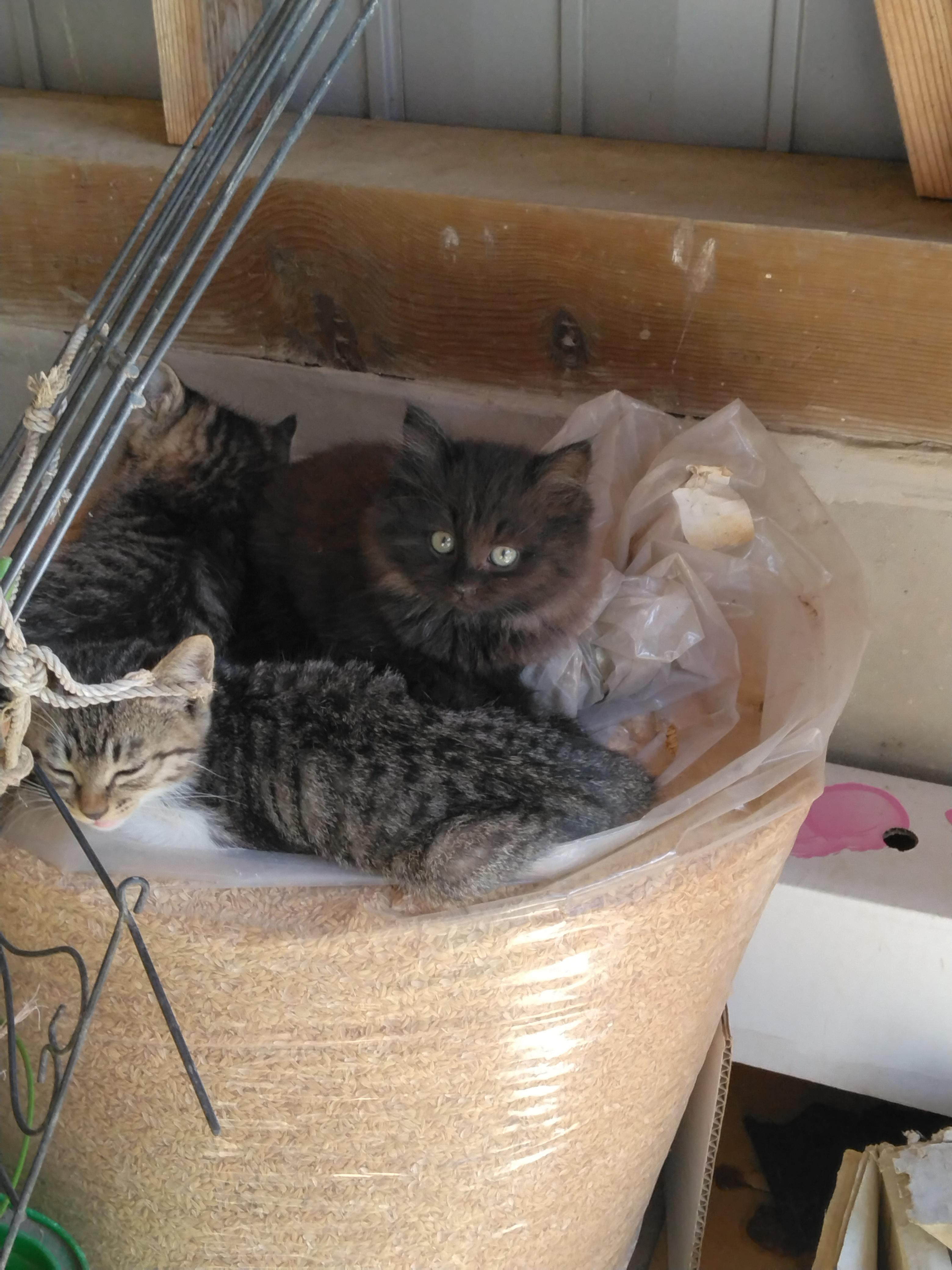 野良の母猫に置い...