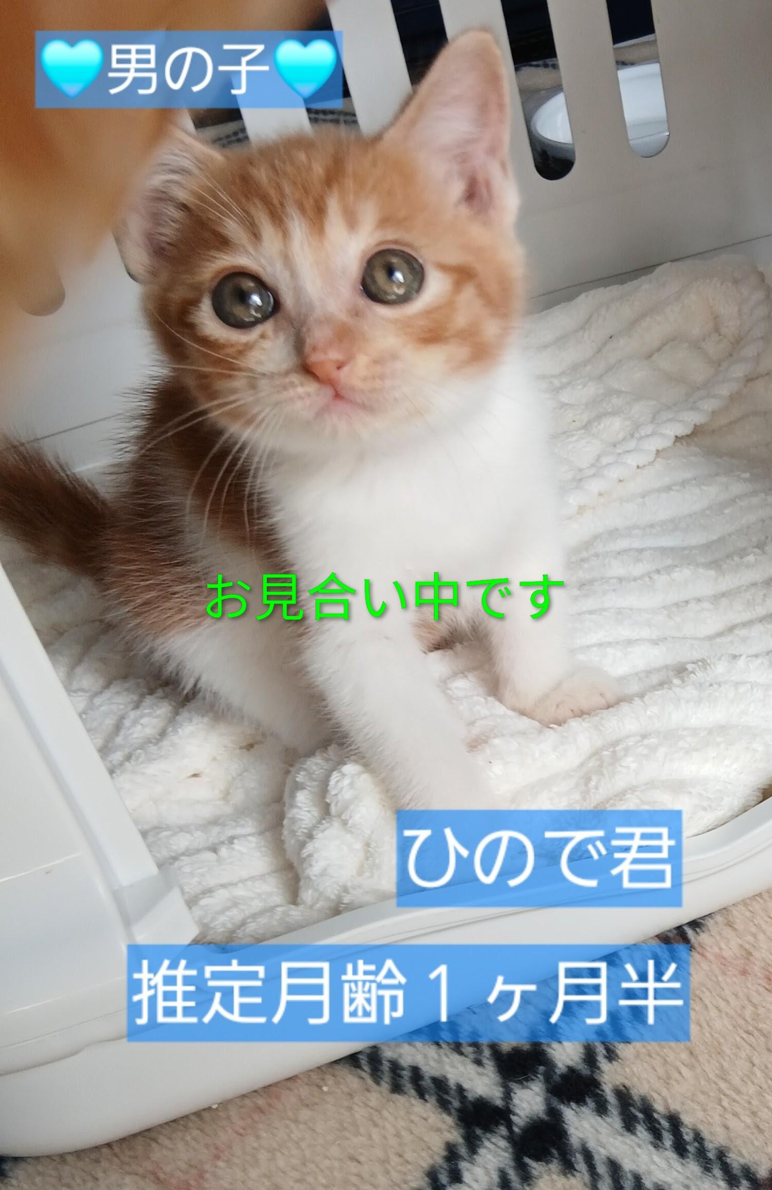 🩵お見合い中です...