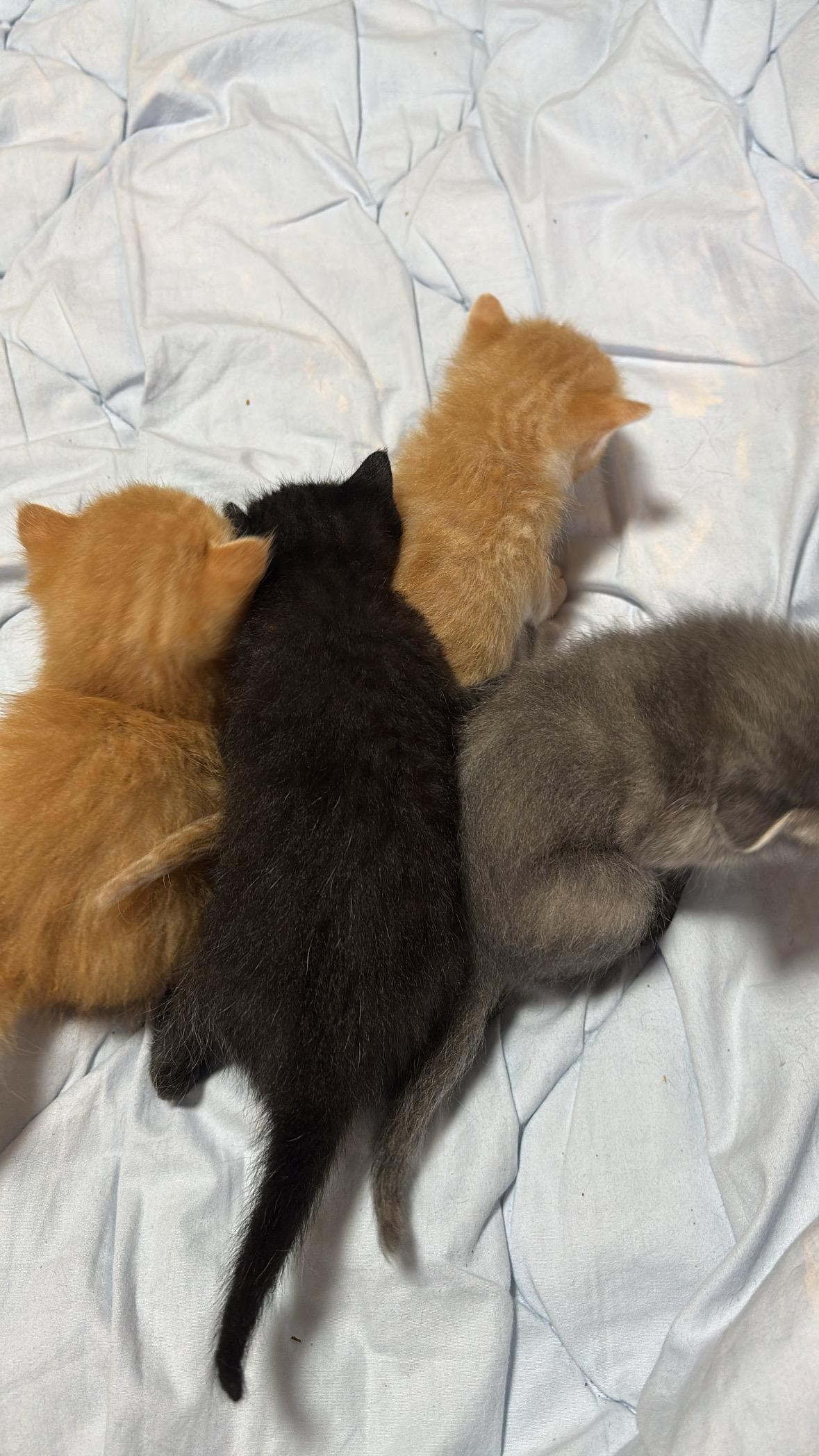 動物画像2