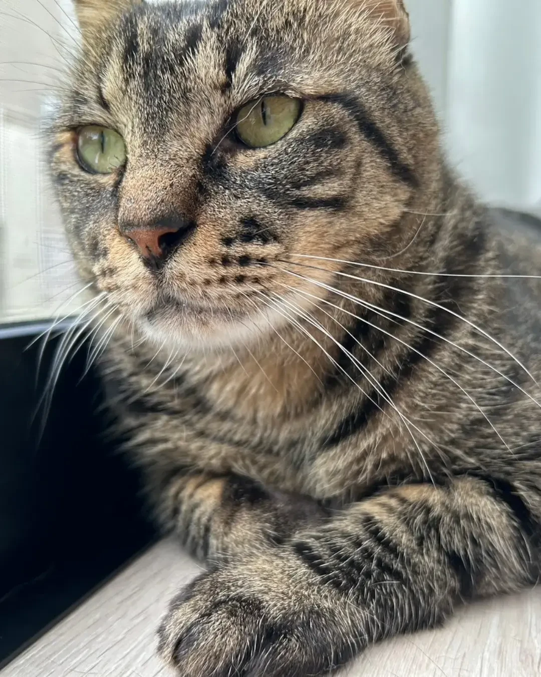 寂しがりやの［く...