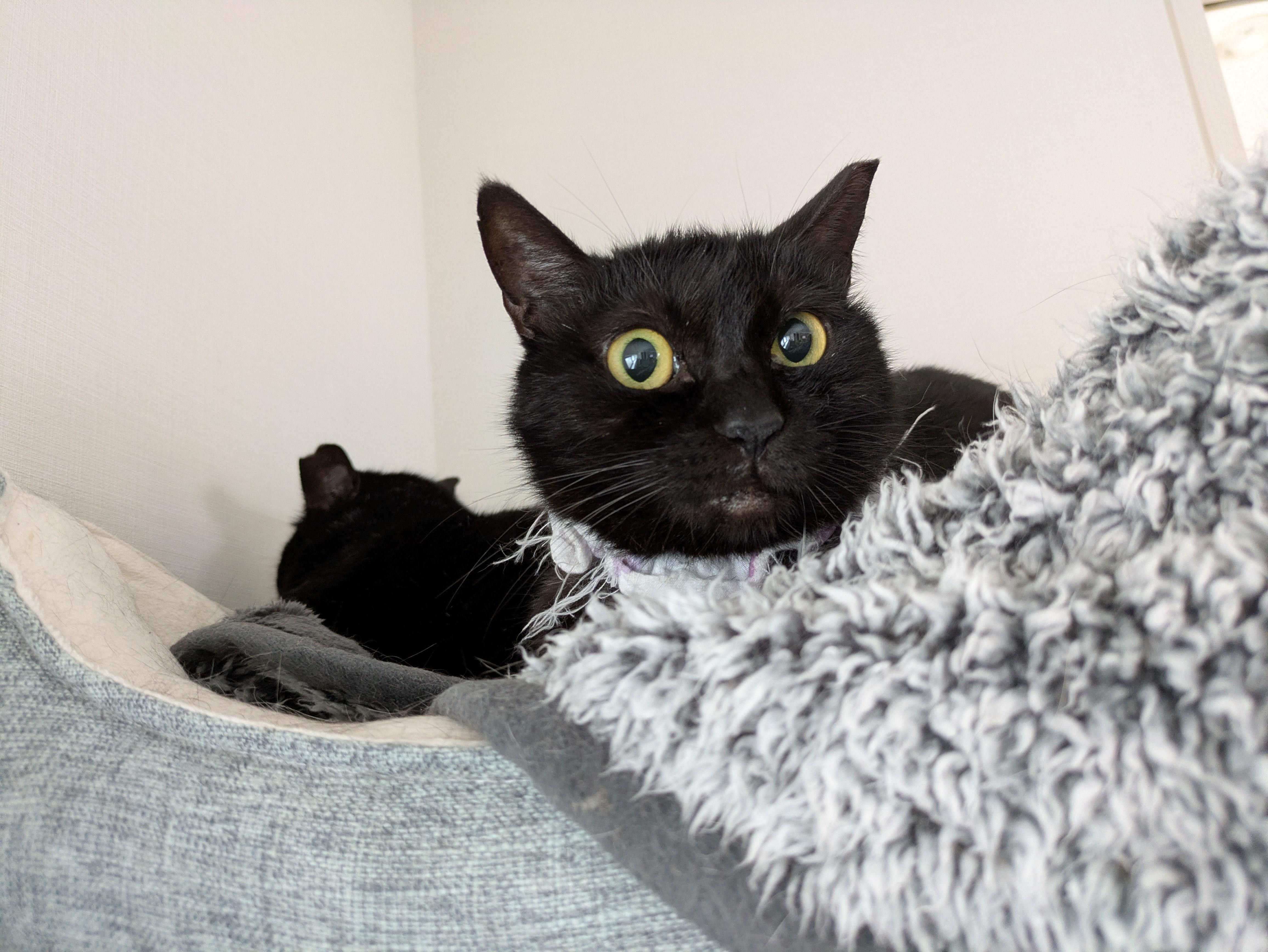 比較的小柄で姉妹...