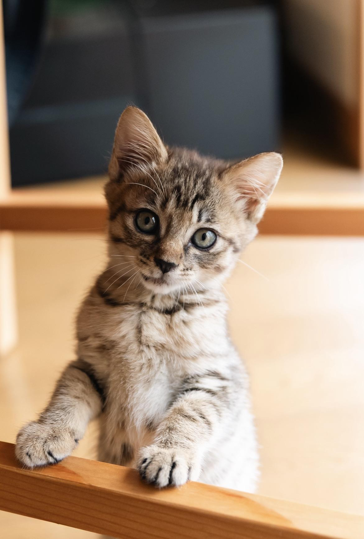 キジトラ🐱2ヶ月...