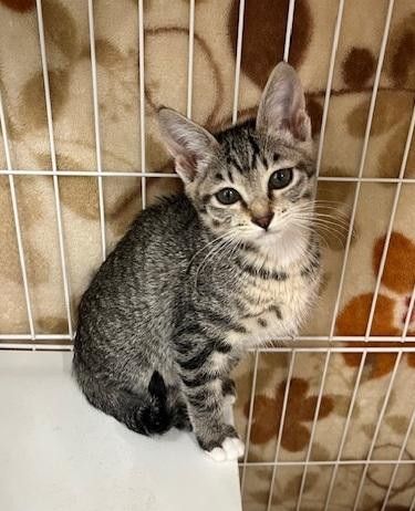 「もっと食べたい...