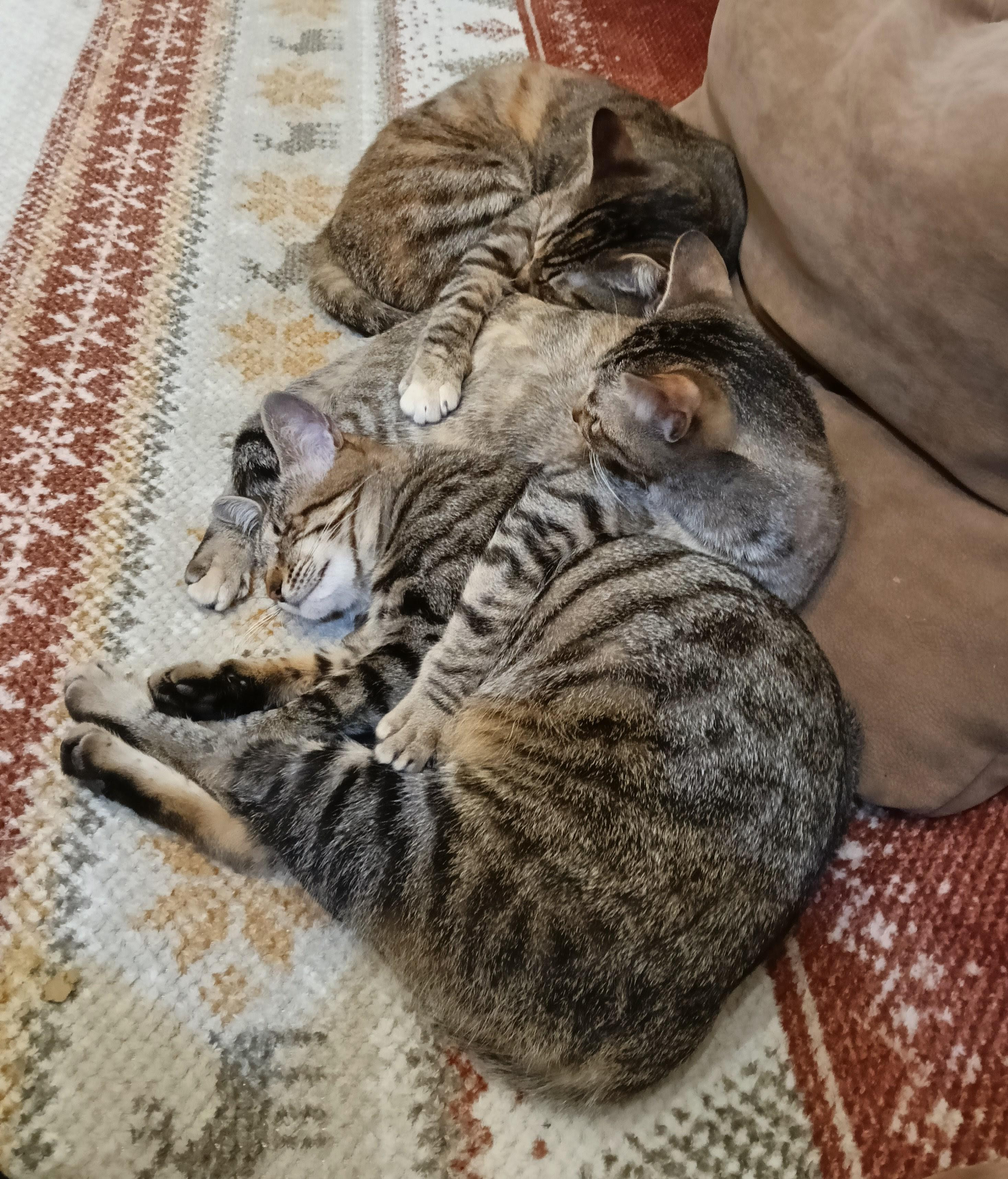 動物画像3