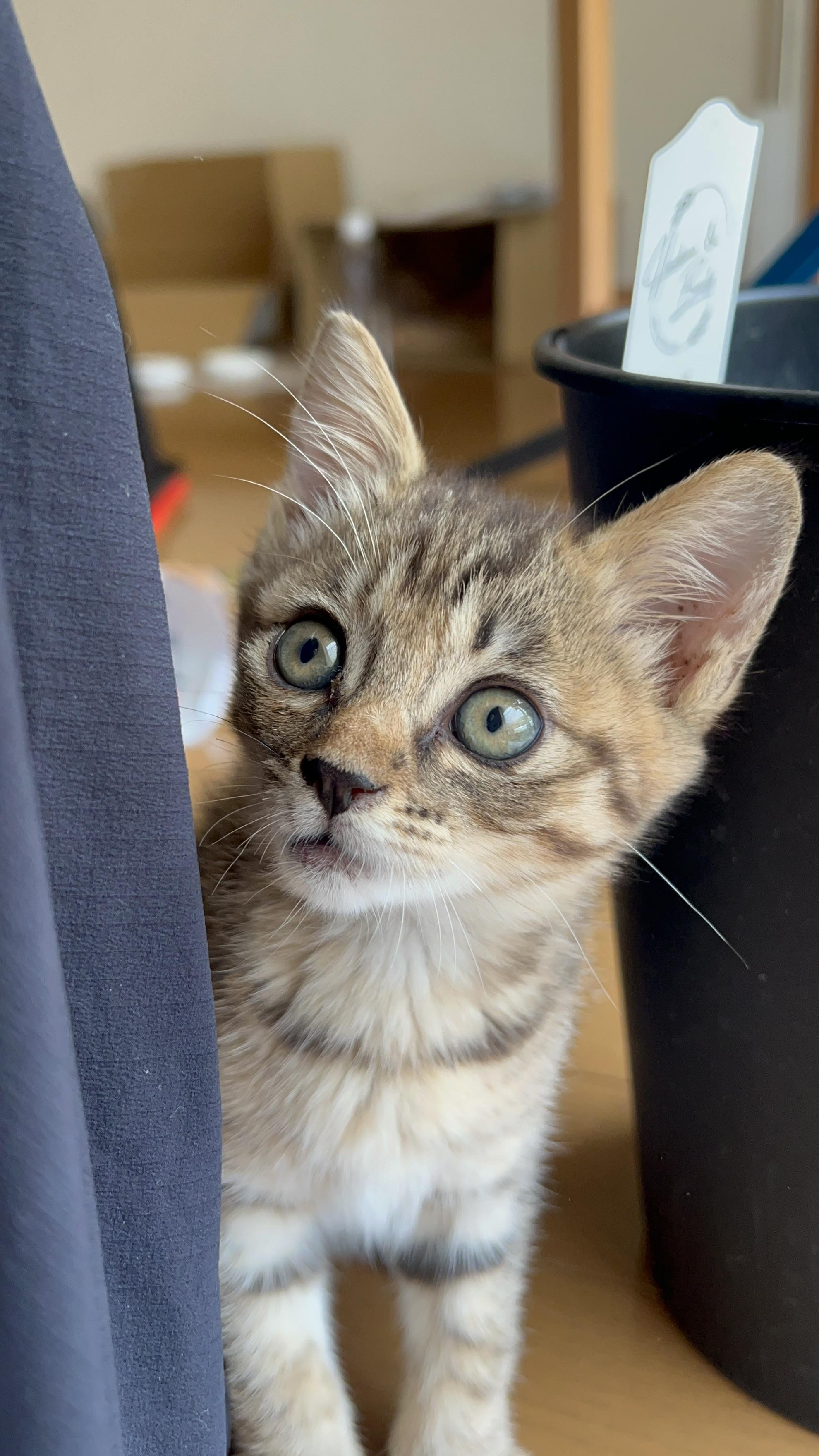 動物画像2