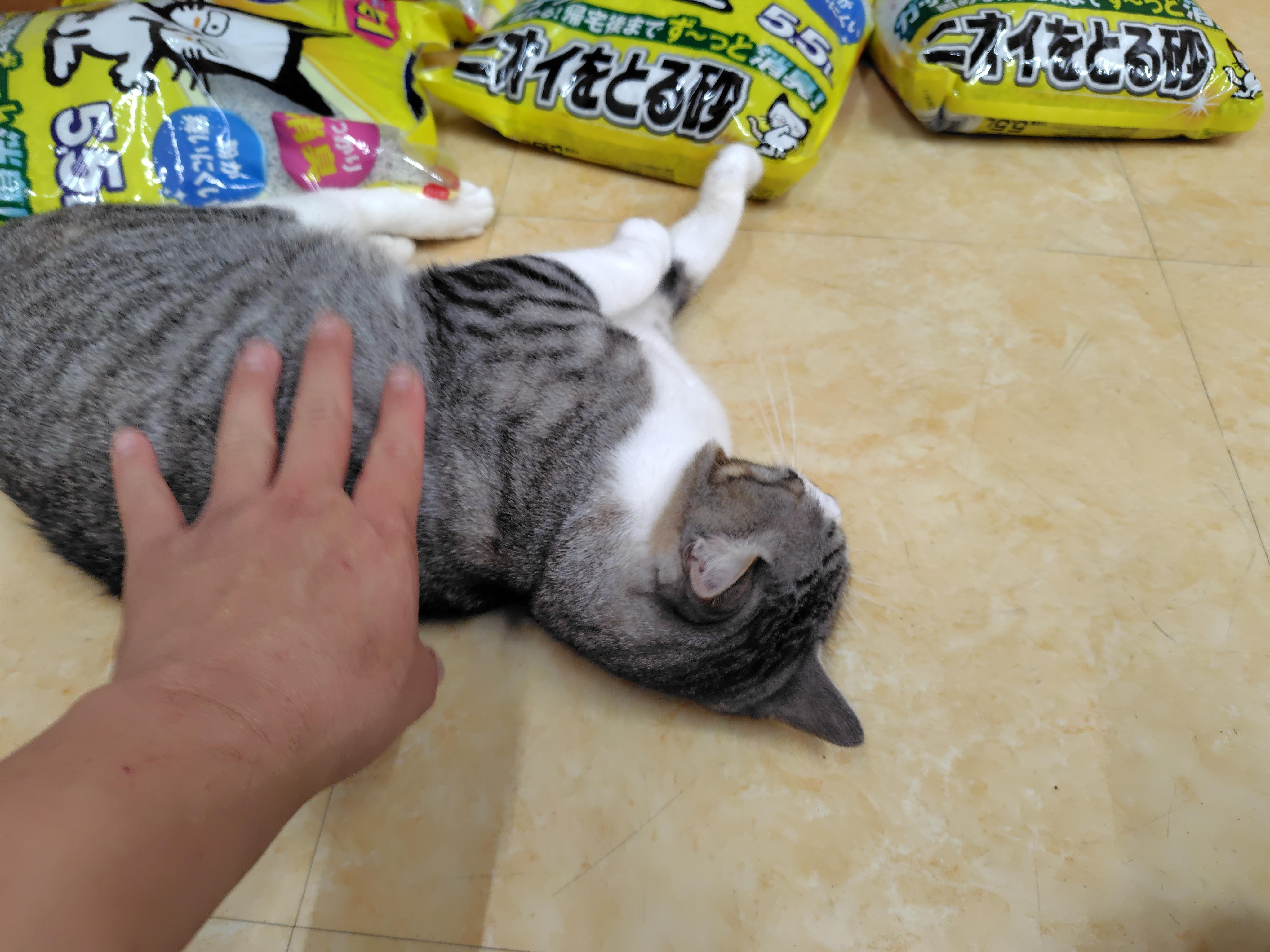 動物画像3
