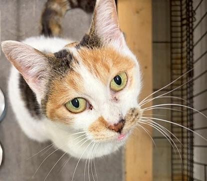 動物画像3