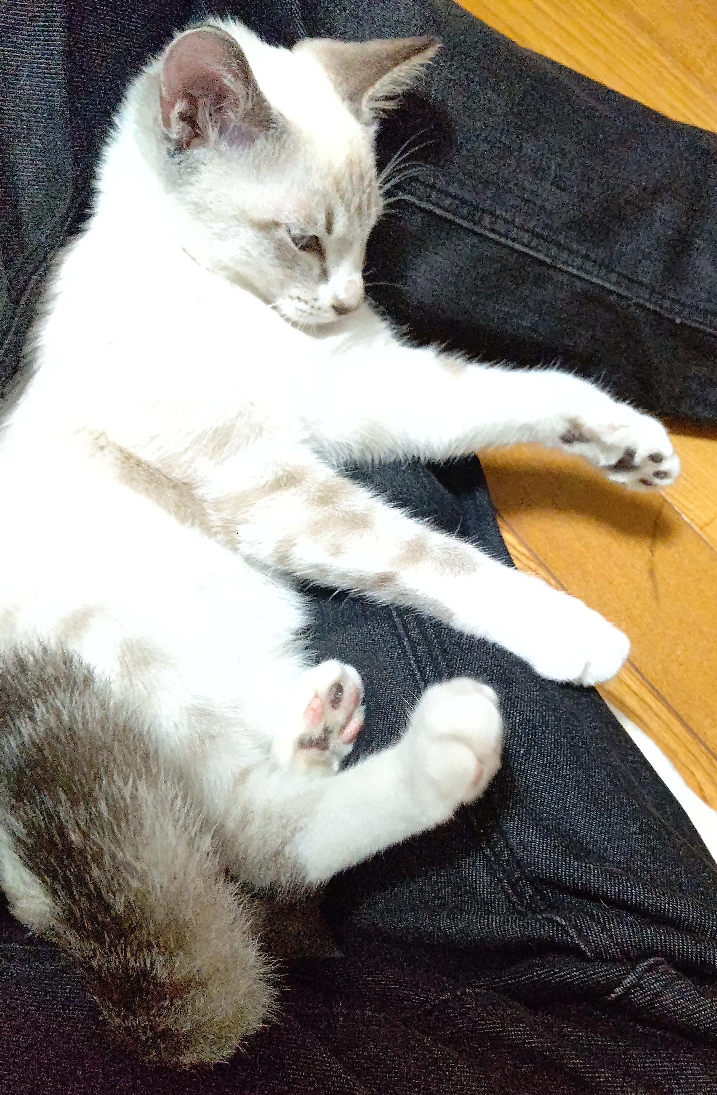動物画像3