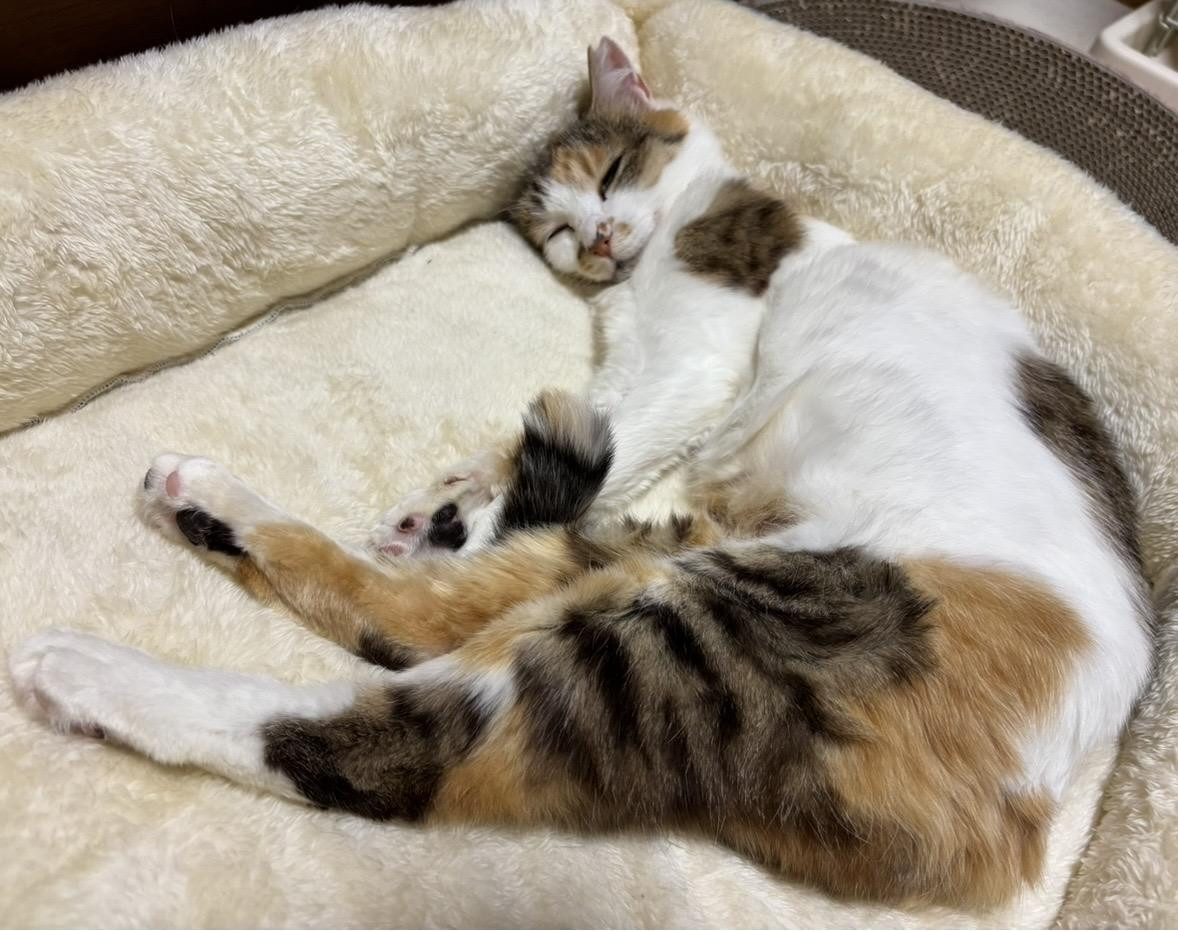 動物画像2