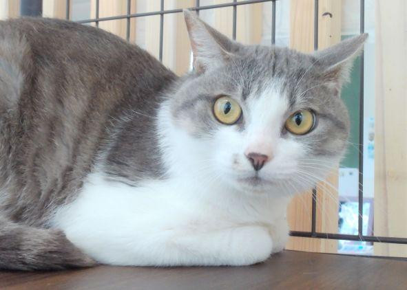 【動物愛護センタ...