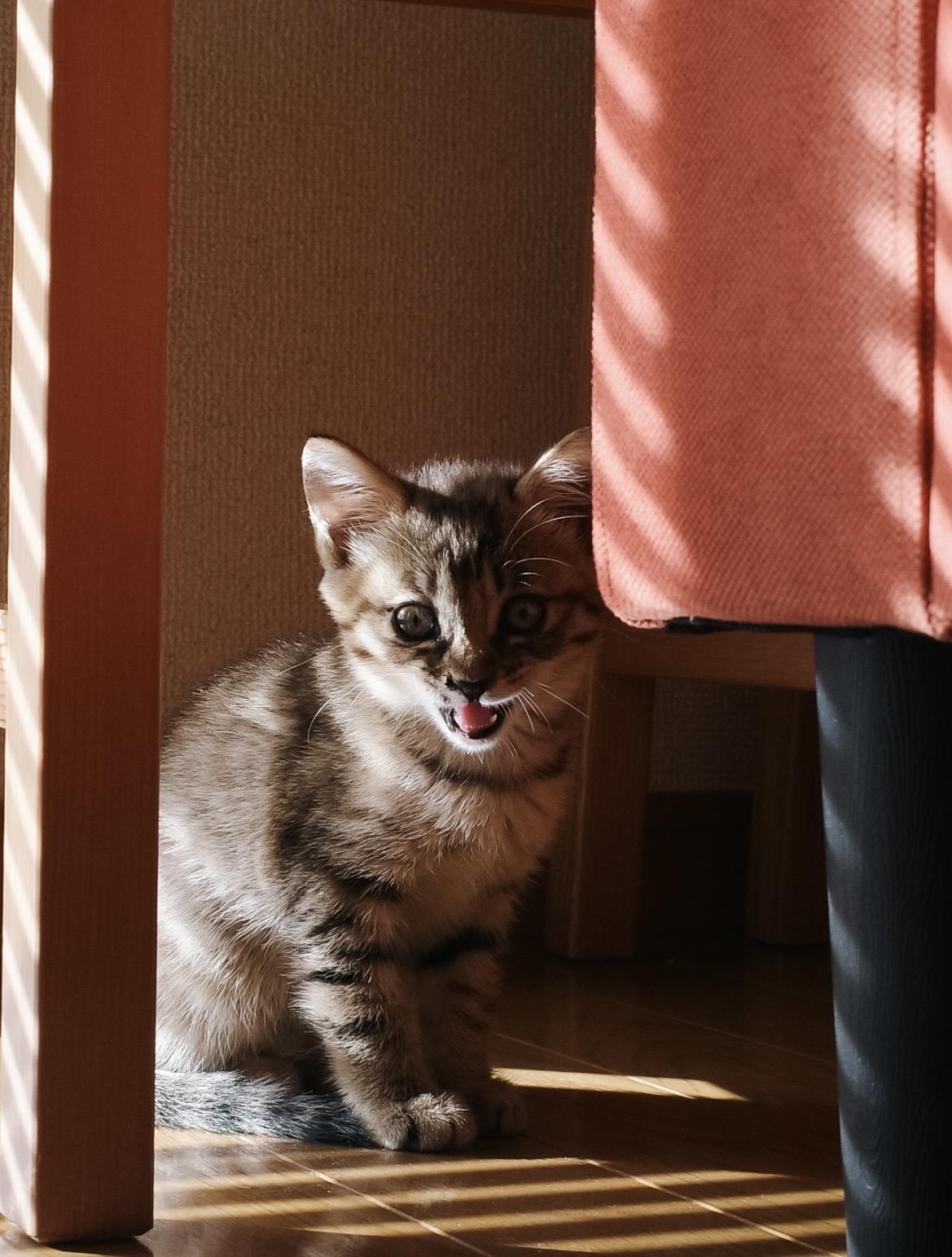 キジトラ🐱メス２...