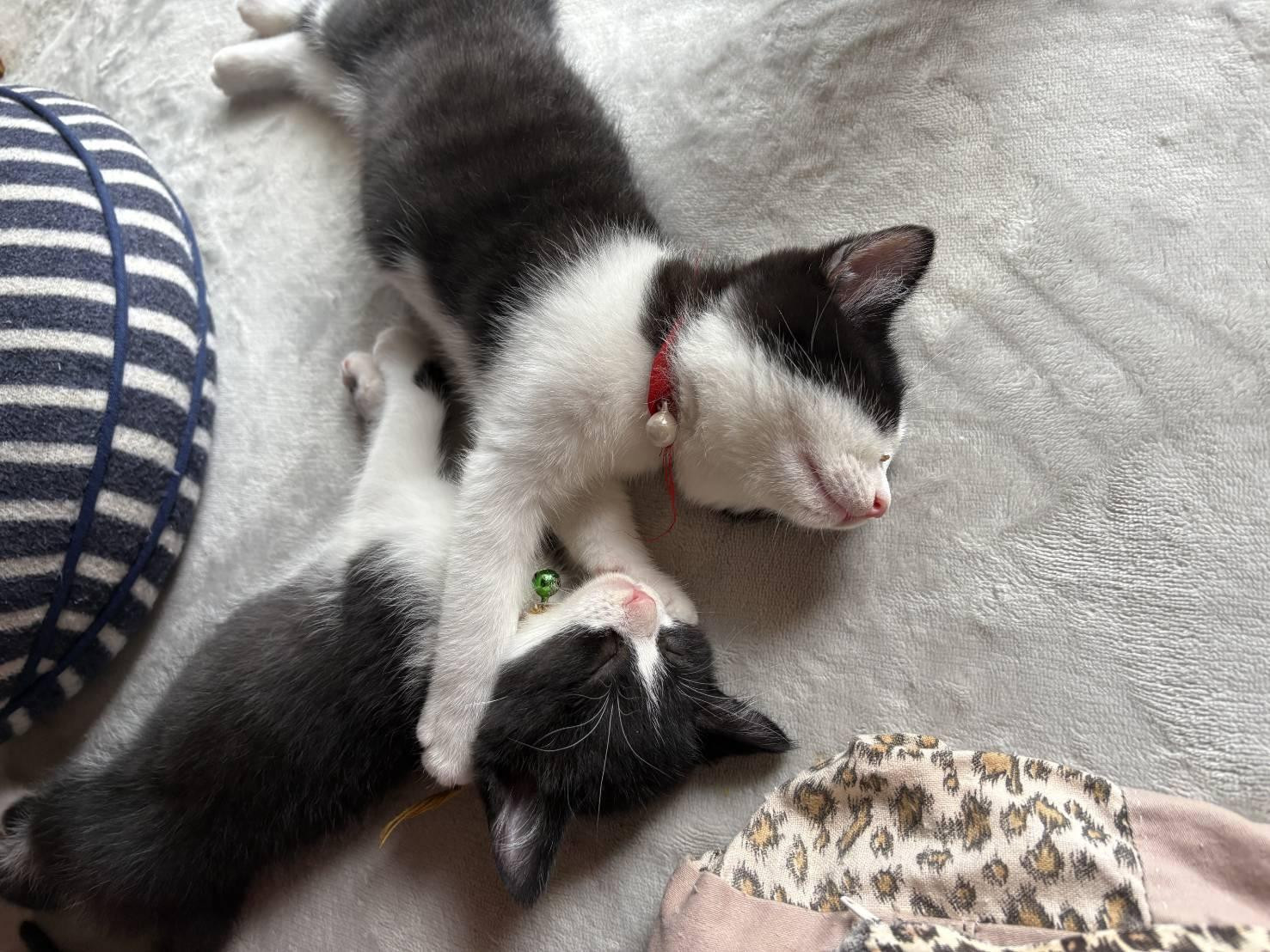動物画像3