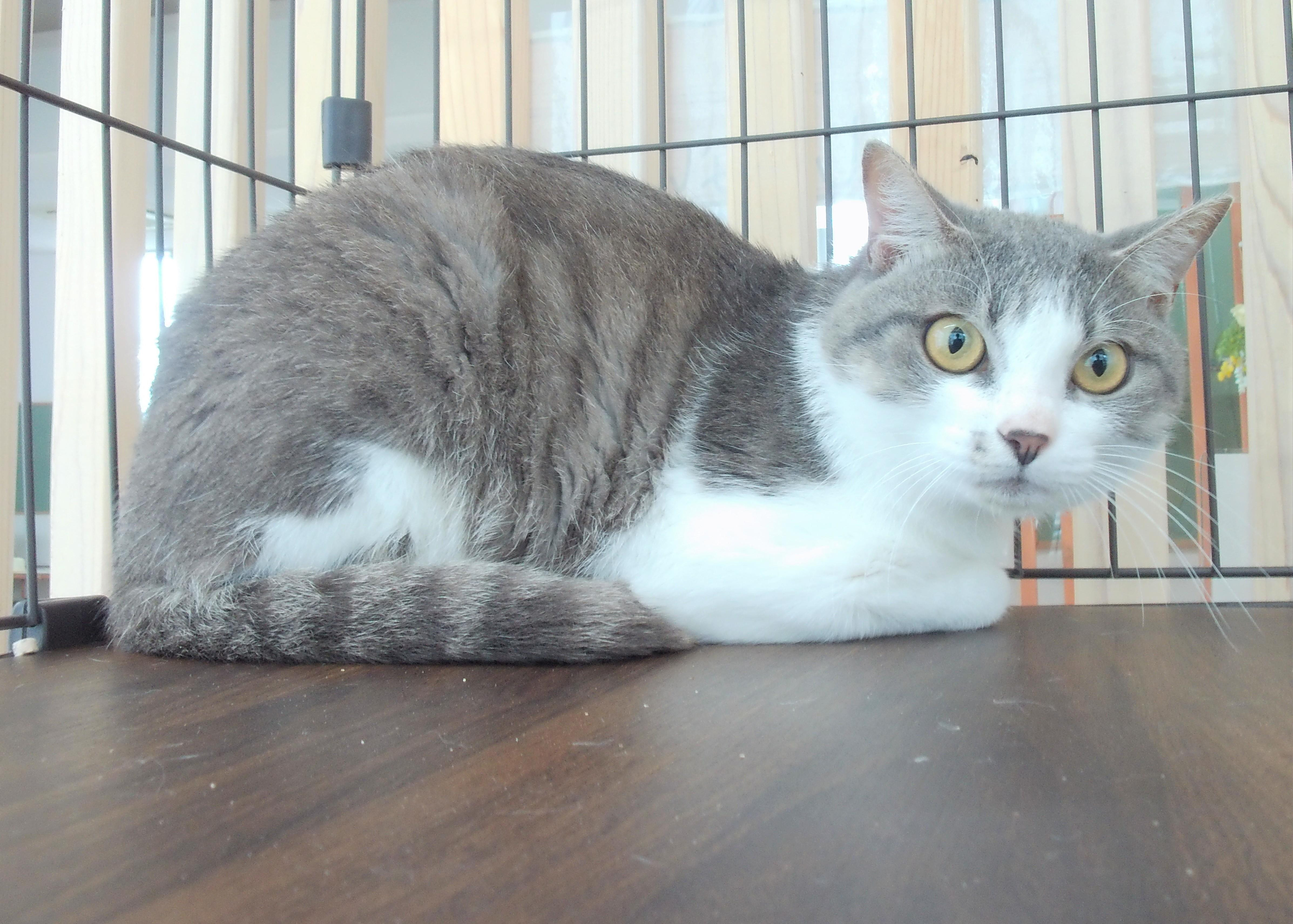 動物画像2