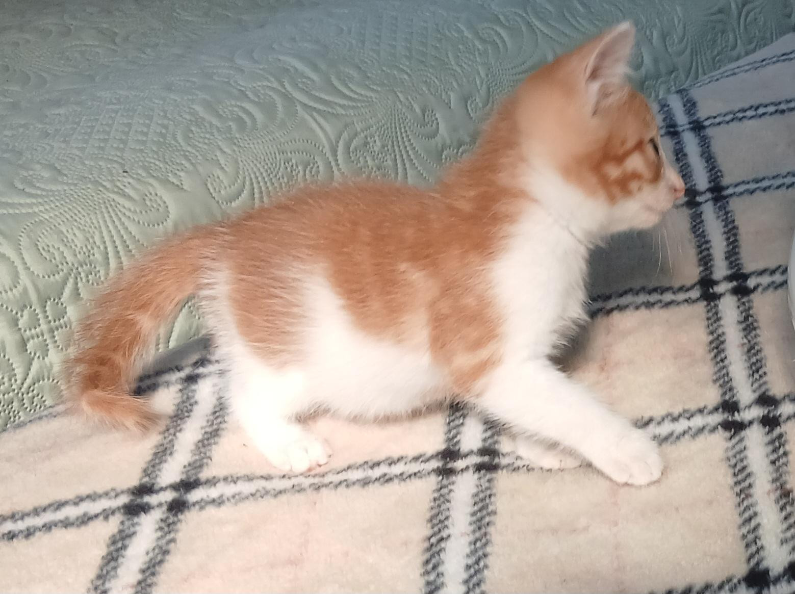 動物画像3