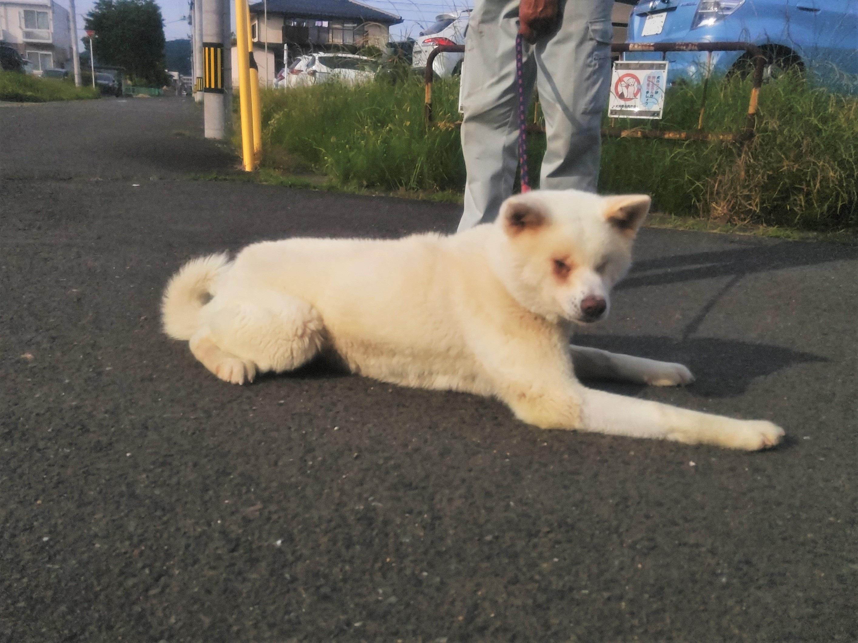 動物画像2
