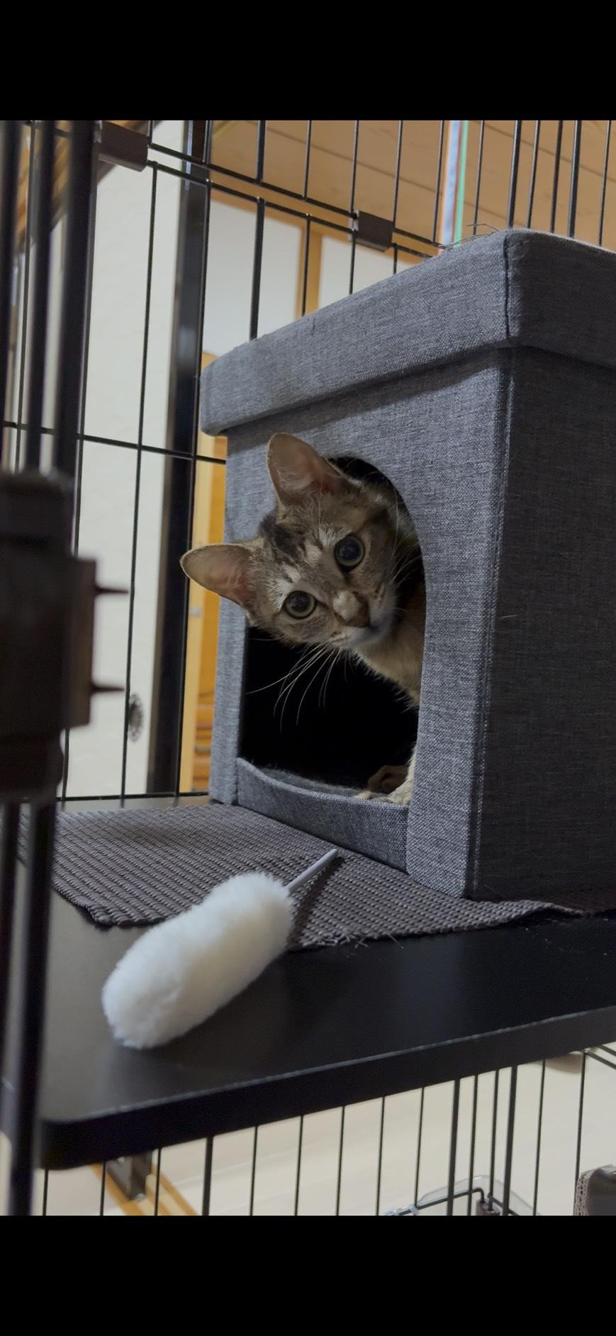 動物画像2