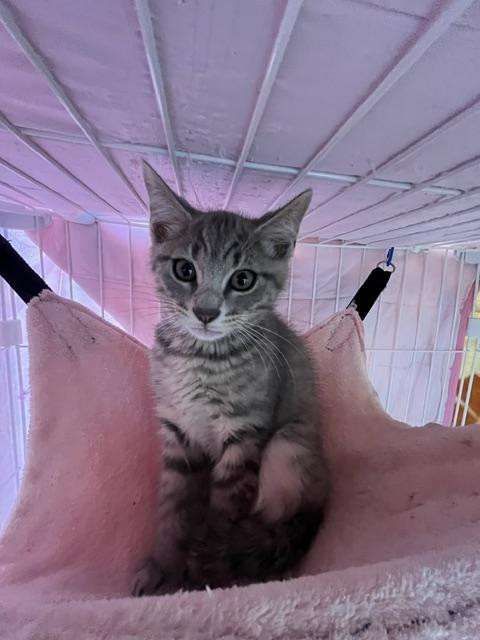 動物画像2