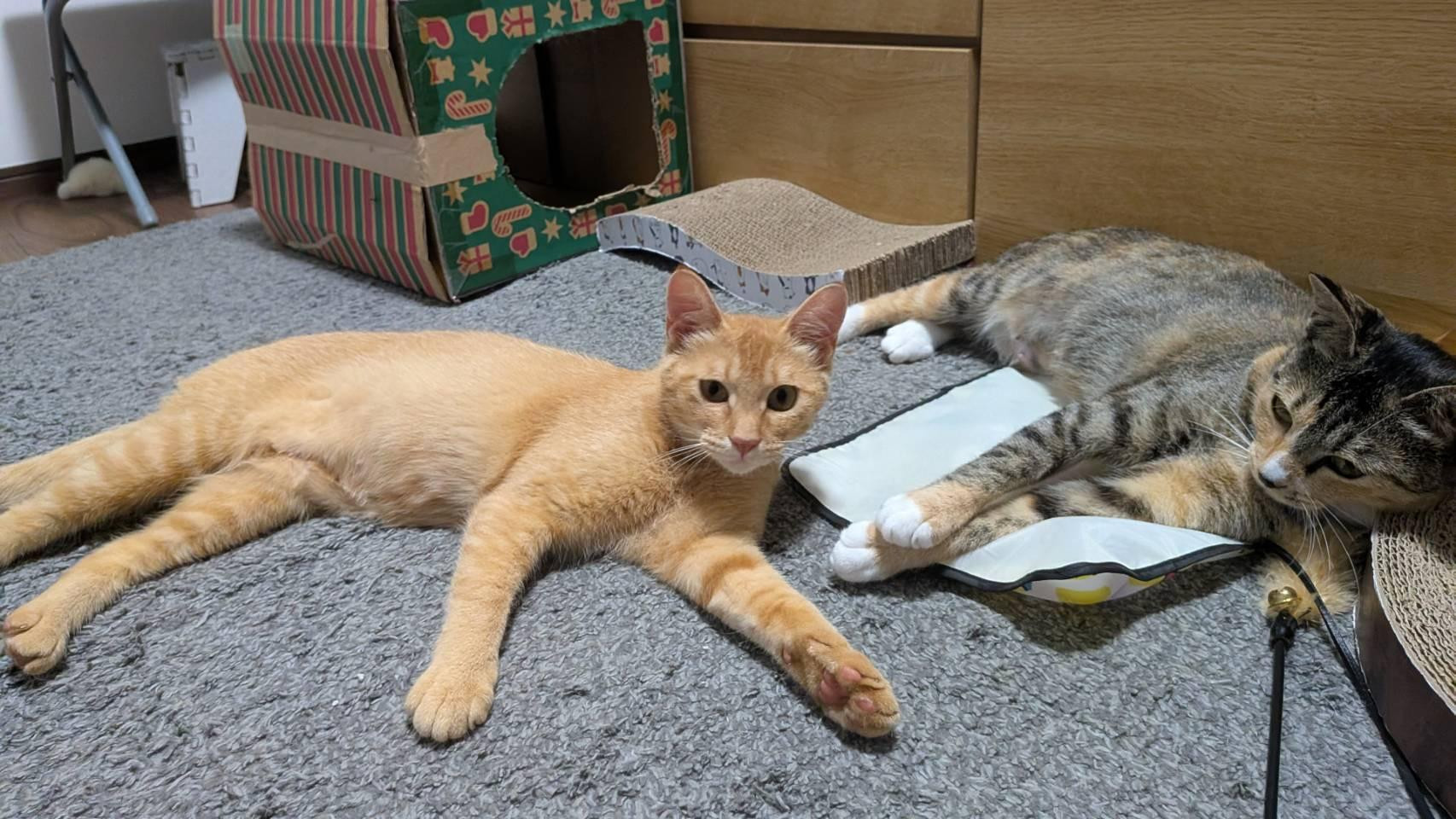 動物画像2