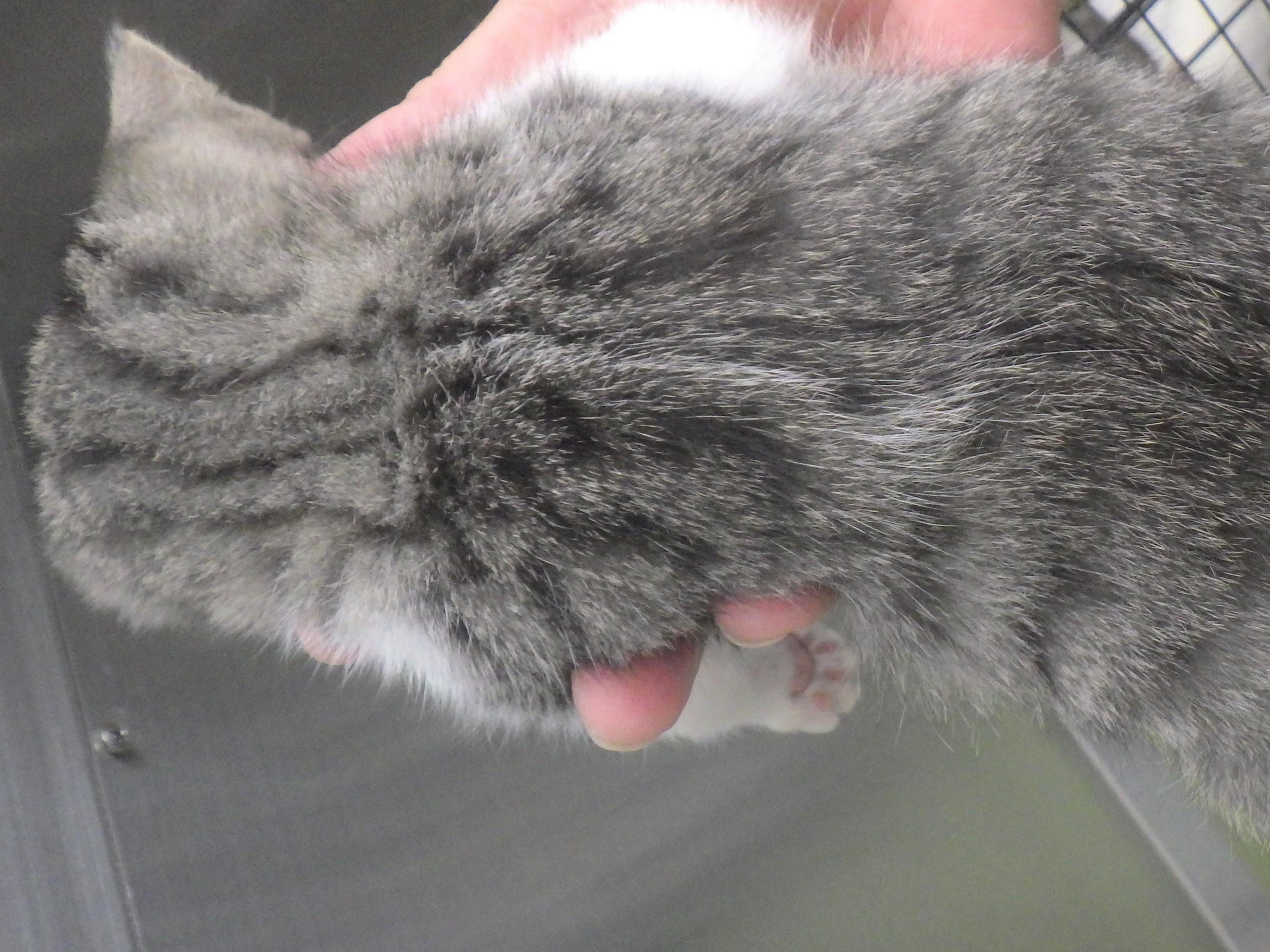 動物画像3