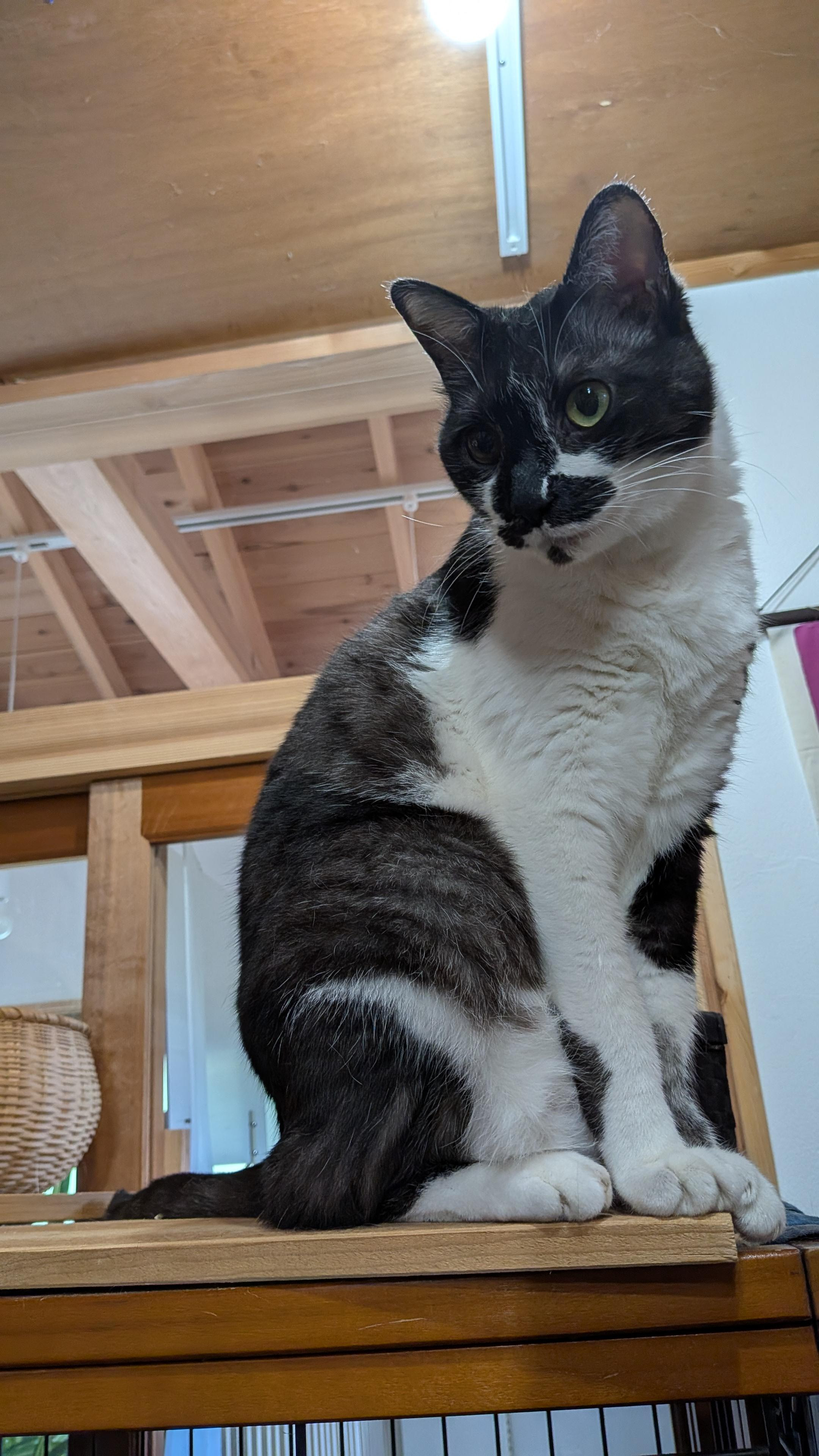 動物画像2