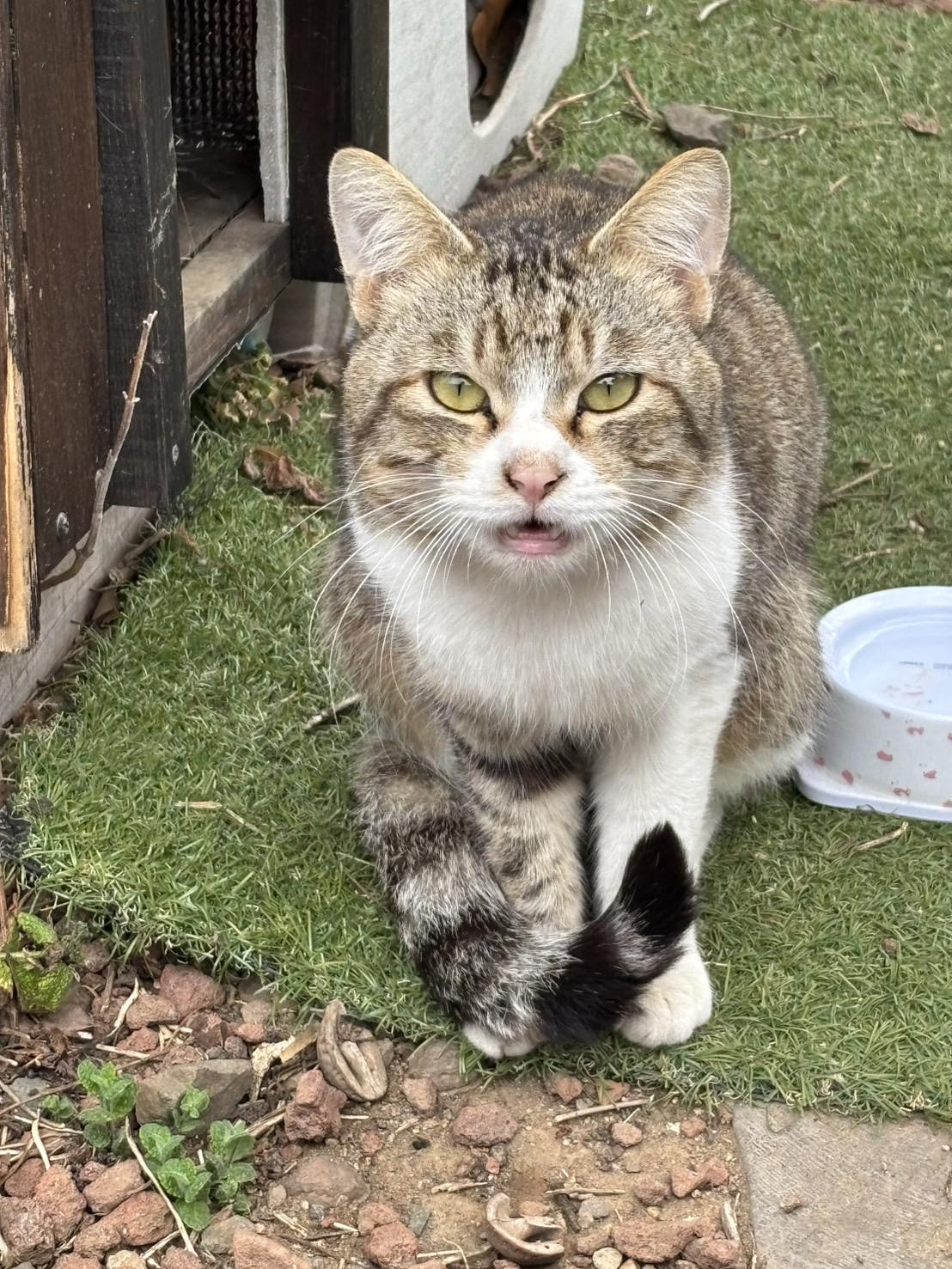 キジシロのミーズ...